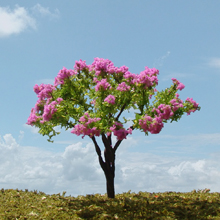 model trees